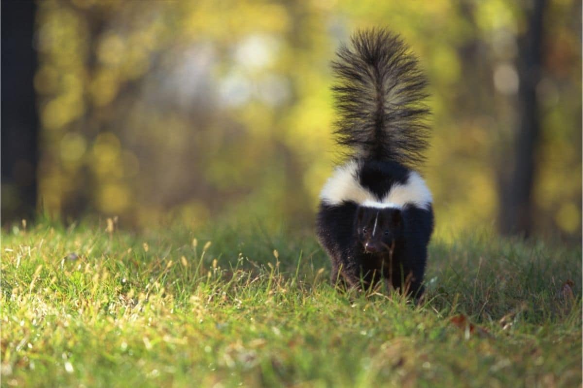 Are Skunks Attracted To Dog Poop