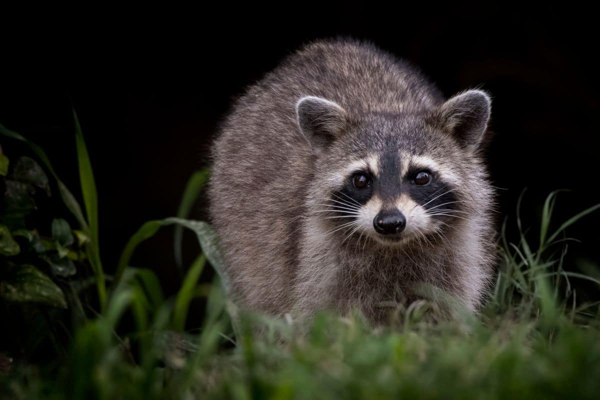 How To Get Rid Of Raccoons In Your Backyard (9 Tips)