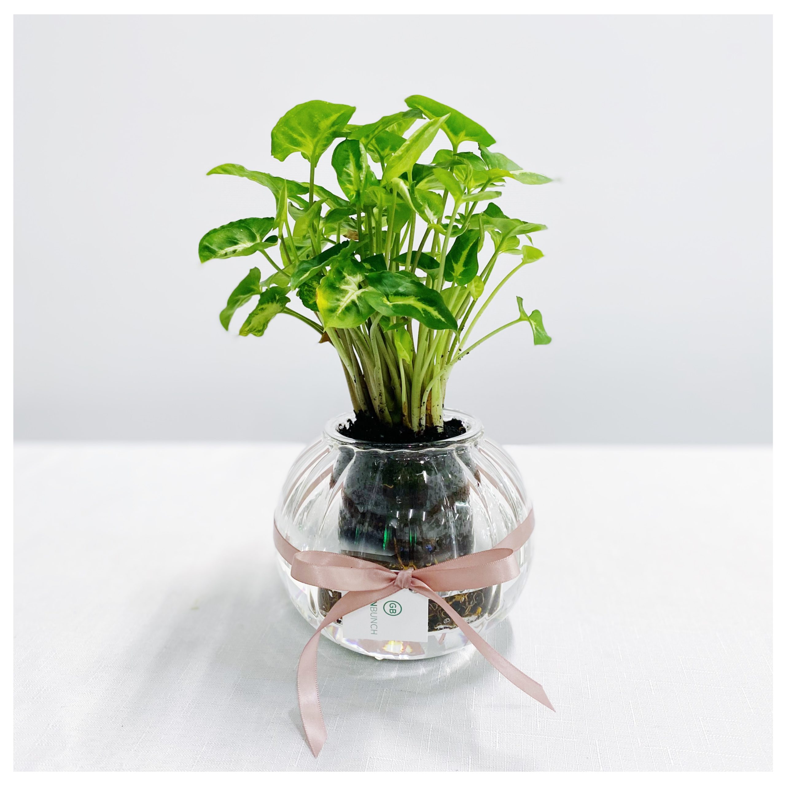 The Large Ribbed SelfWatering Glass Pot Greenbunch