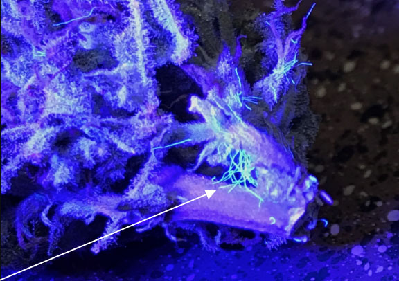 natebutlerdesign Black Light Mold Detection