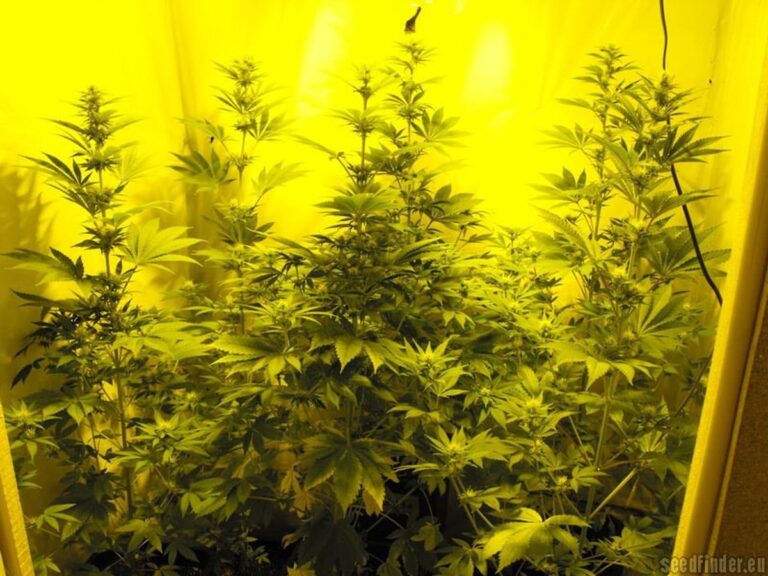 Lemon Bars Strain Review A Citrus Twist on Your Cannabis Experience