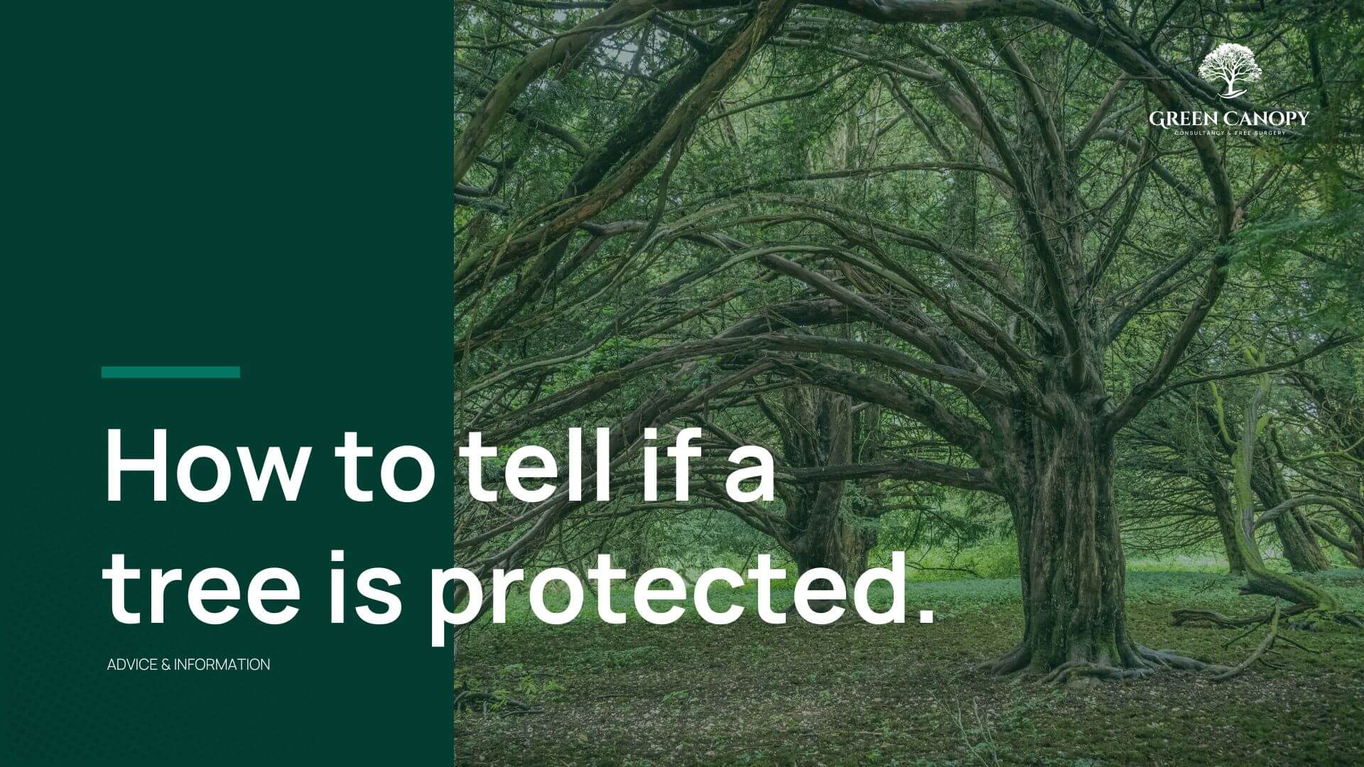 How to tell is a tree is protected? Green Canopy Advice