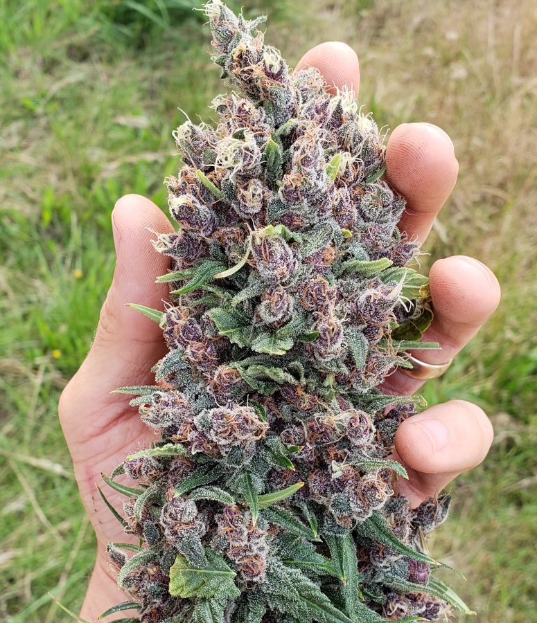 Midnight Splendor Strain 2019 Green Carpet Growing