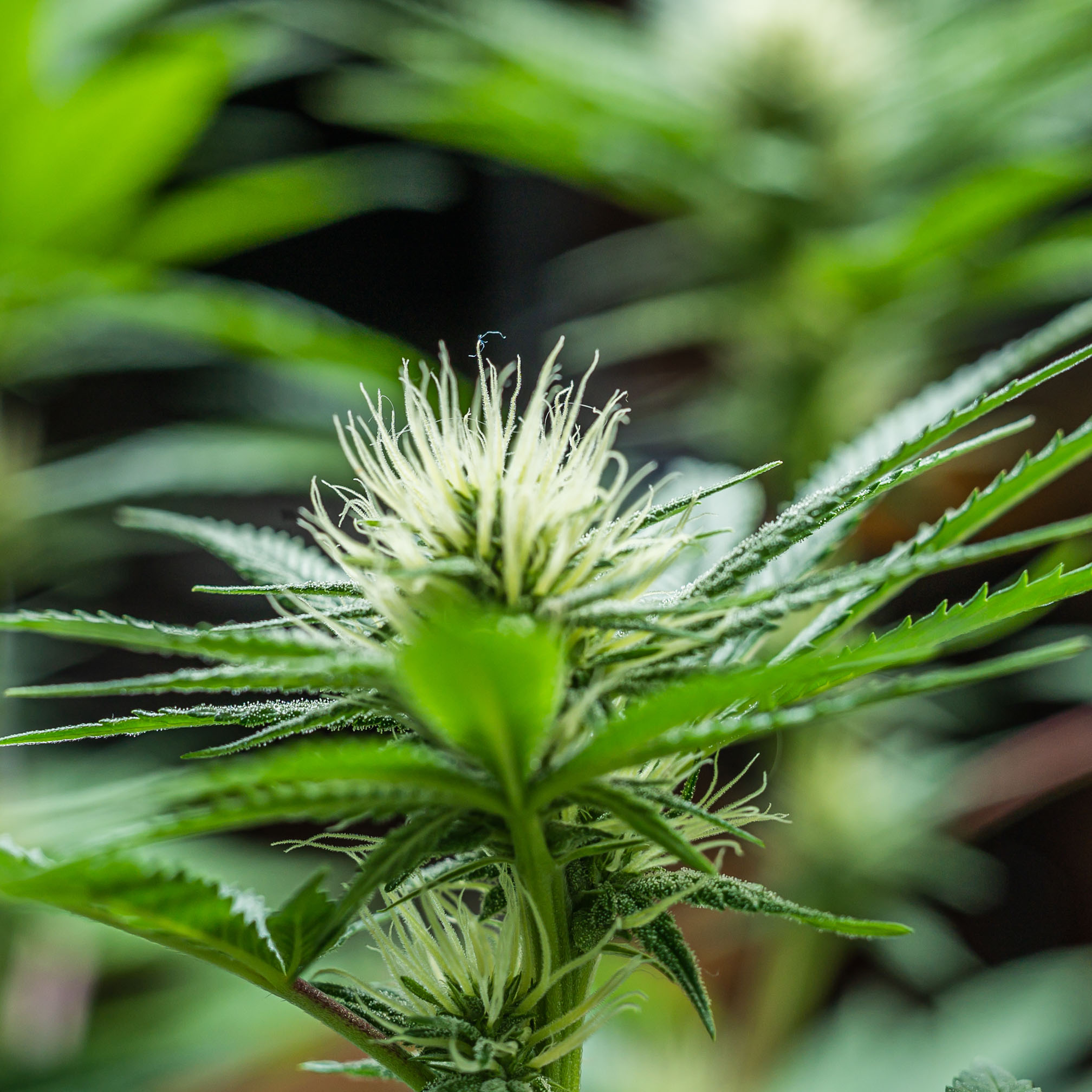 Flower Phase Green Carpet Growing