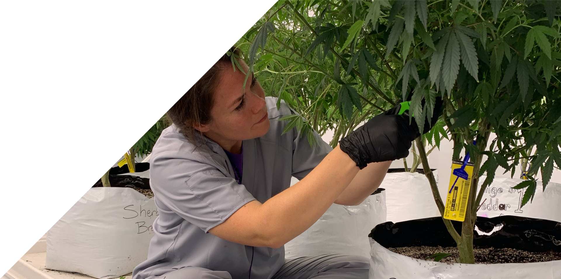 Redbud Roots Cannabis Banking