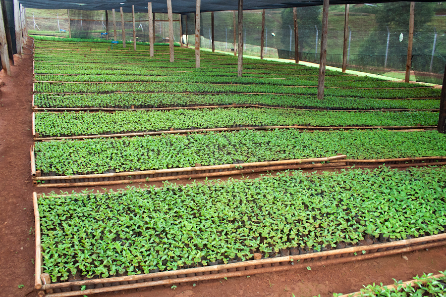 Origin Espresso Øko GreenCoffee Roastery