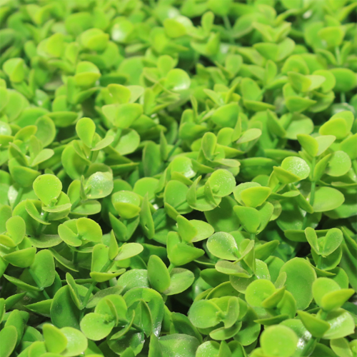 Zeleni zid eukaliptus Green Corner