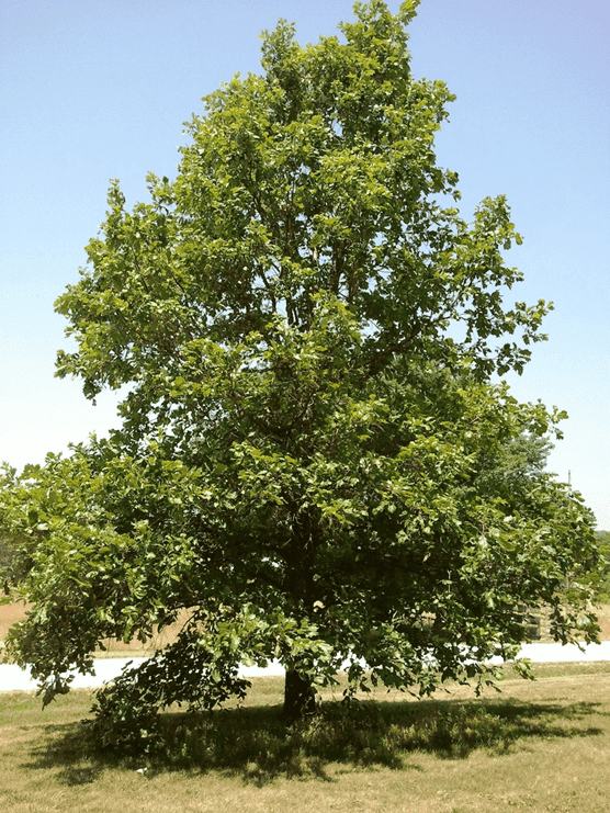 1824′ Swamp White Oak Green County WI Land & Water Conservation