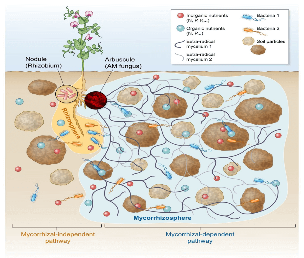How Do Plants Obtain Nutrients? » Green Cover
