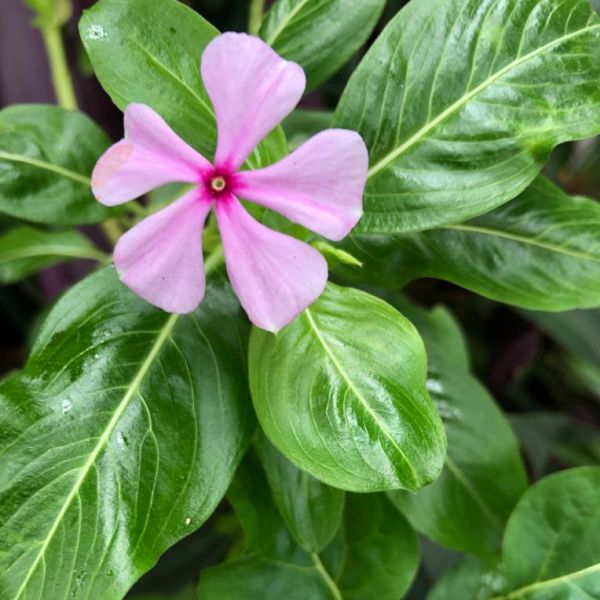 Catharanthus Roseus Vinca Rosea Periwinkle Graveyard plant GCI