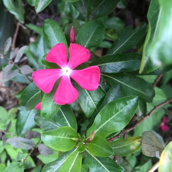 Catharanthus Roseus Vinca Rosea Periwinkle Graveyard plant GCI