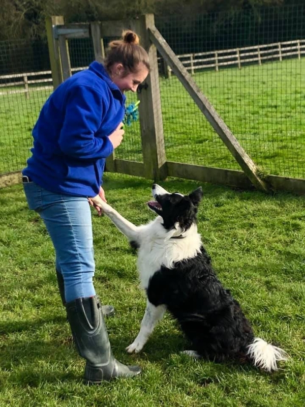 Volunteer Opportunities Greendale Farm Kennels, Cattery and
