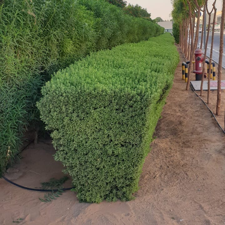 Green Desert Natural Flowers and Plants Sharjah