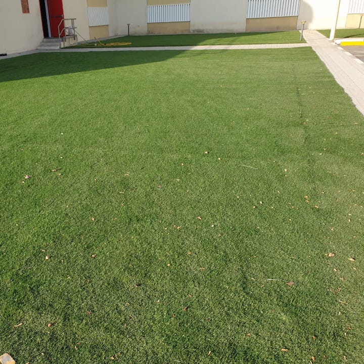 Green Desert Natural Flowers and Plants Sharjah