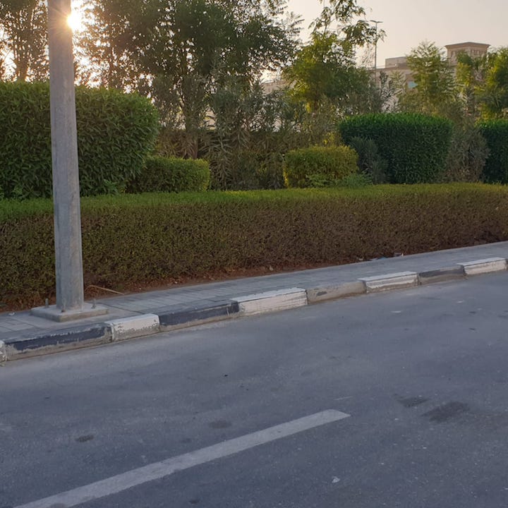 Green Desert Natural Flowers and Plants Sharjah