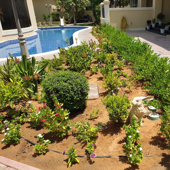 Green Desert Natural Flowers and Plants Sharjah