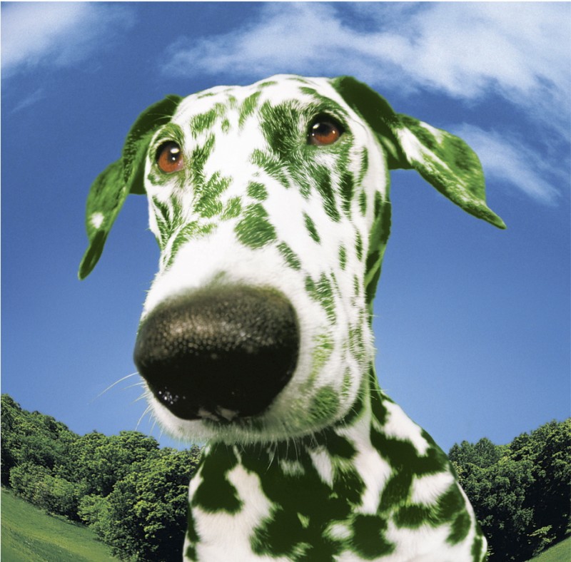 Зеленая Собака Фото Telegraph