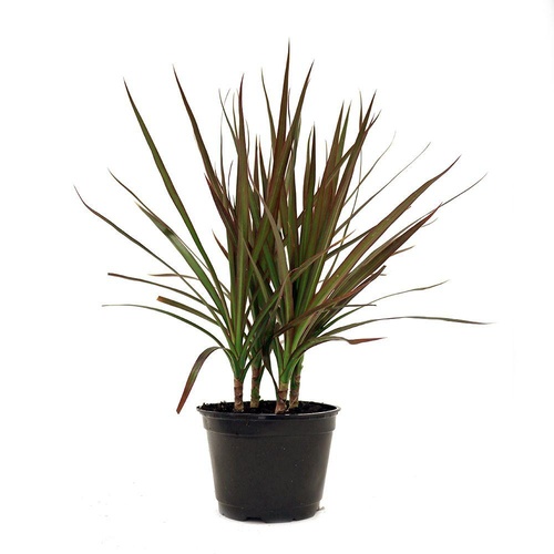 Dracaena Marginata Black