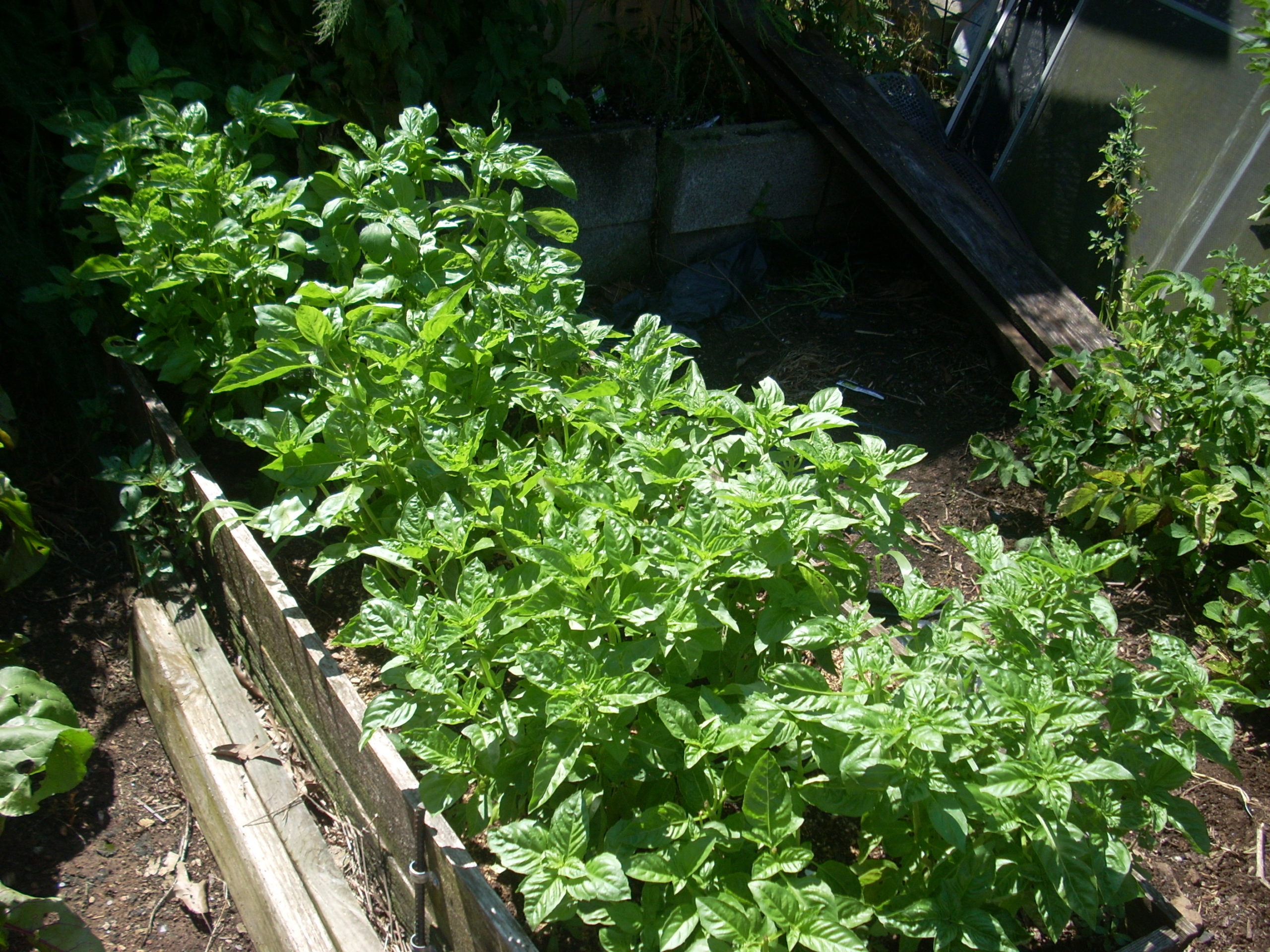 FRESH BASIL Greene Commons