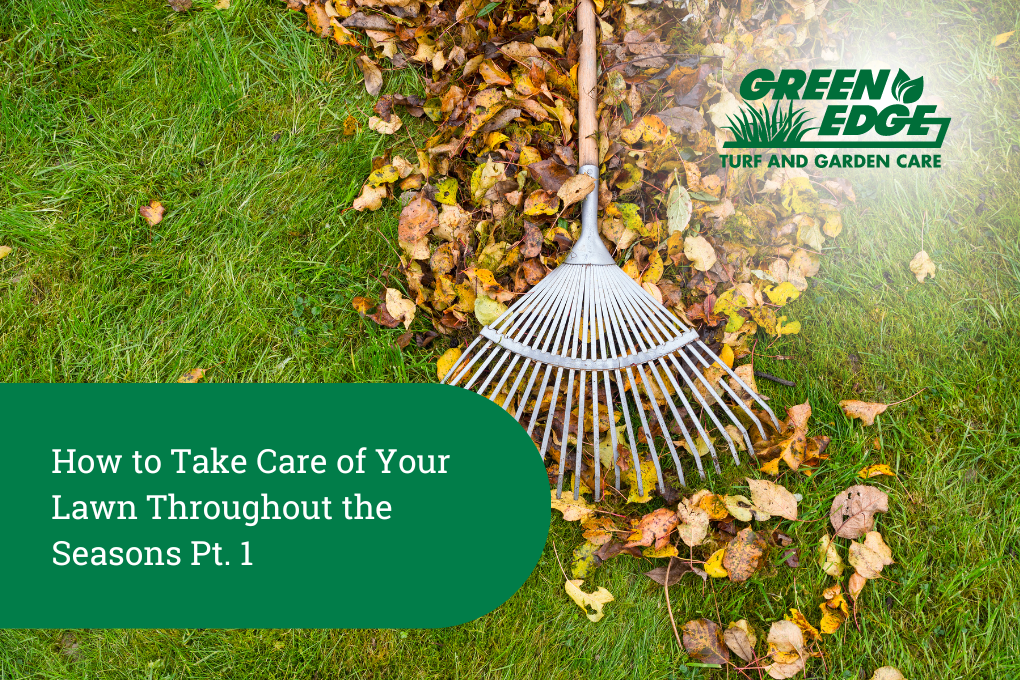 How to take care of your lawn throughout all four seasons Part 1