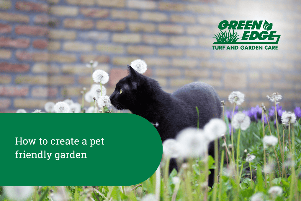 How to create a pet friendly garden GreenEdge Turf & Lawn Care