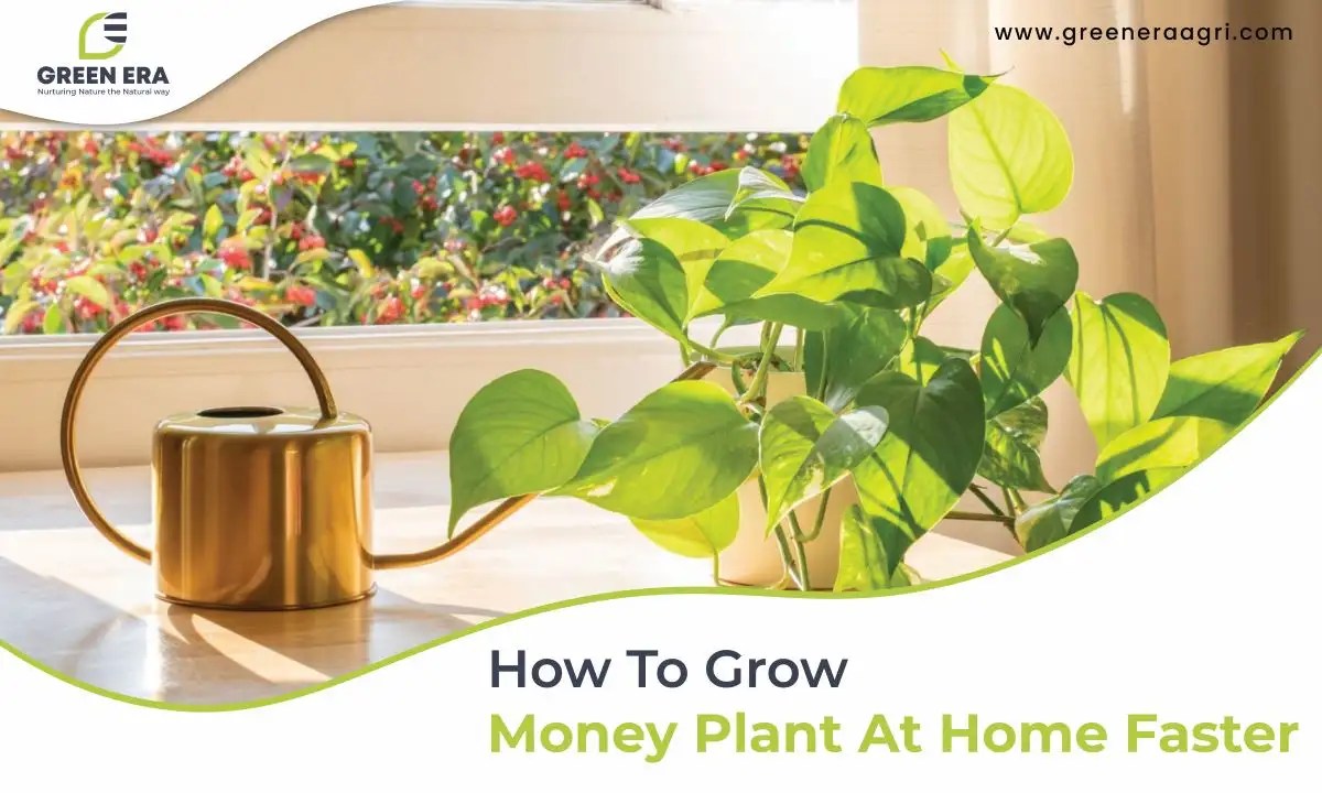How To Grow Money Plant At Home Faster Green Era Agri