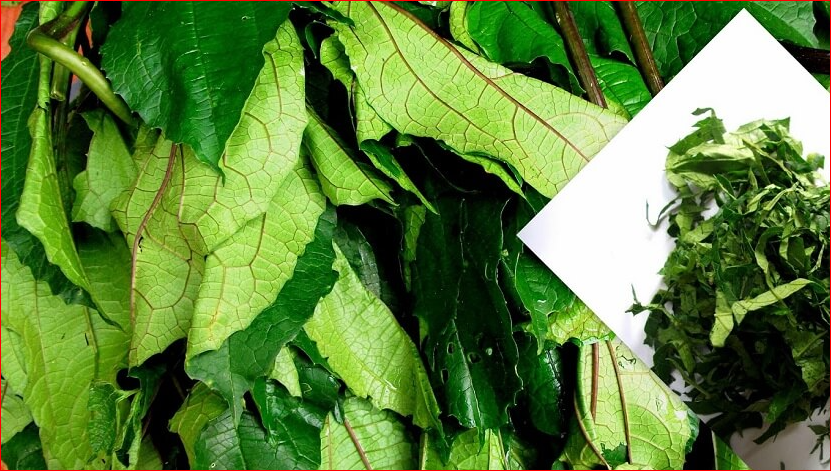Pumpkin Leaf “Ugu” For Hair and Skin Health; See Others Greener Health