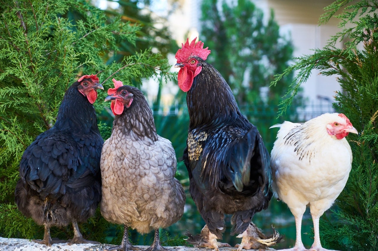 World’s most abused animal Why the egg bill isn’t a win for hens