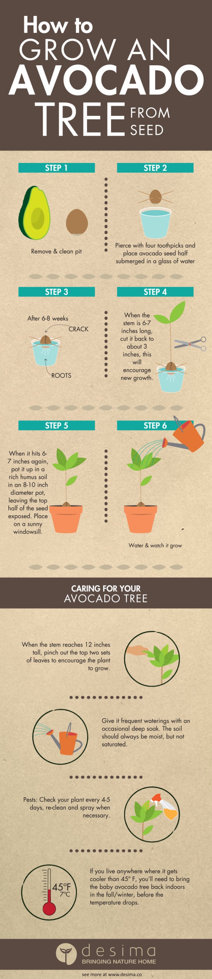 How to Grow an Avocado Tree from Seed [Infographic] Greener Ideal