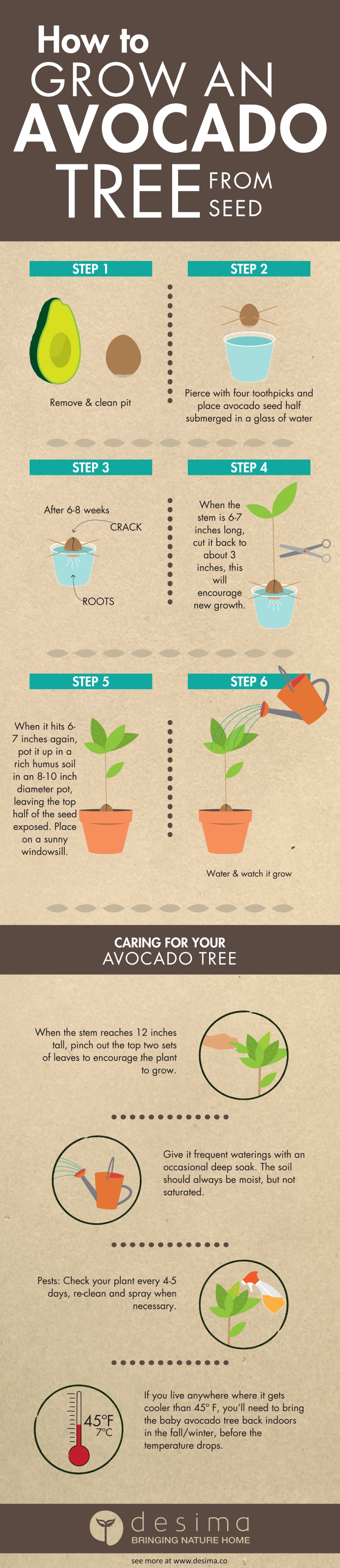 How to Grow an Avocado Tree from a Seed [Infographic] Greener Ideal