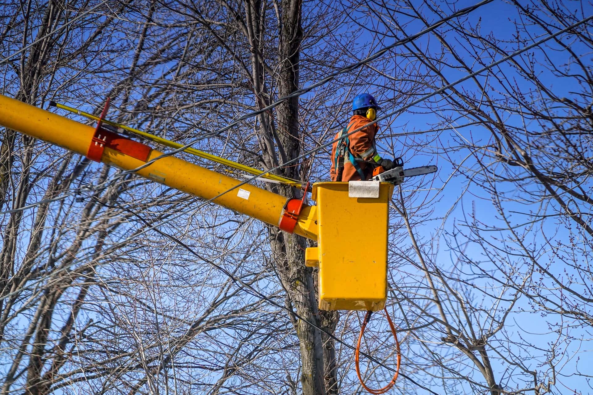 The Do's and Don'ts of Safe Tree Removal Greener Ideal