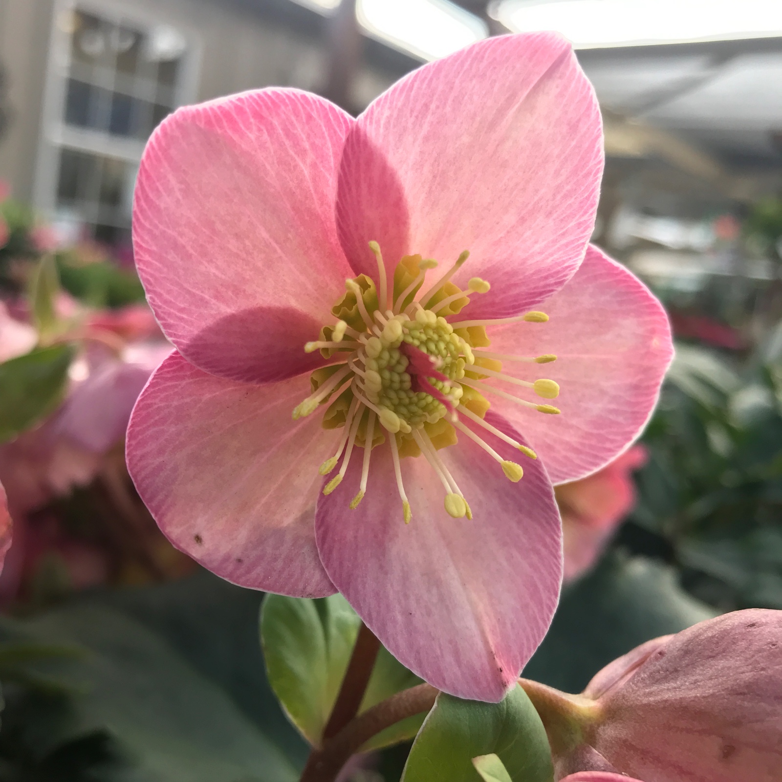 Hellebores! The Greenery Nursery