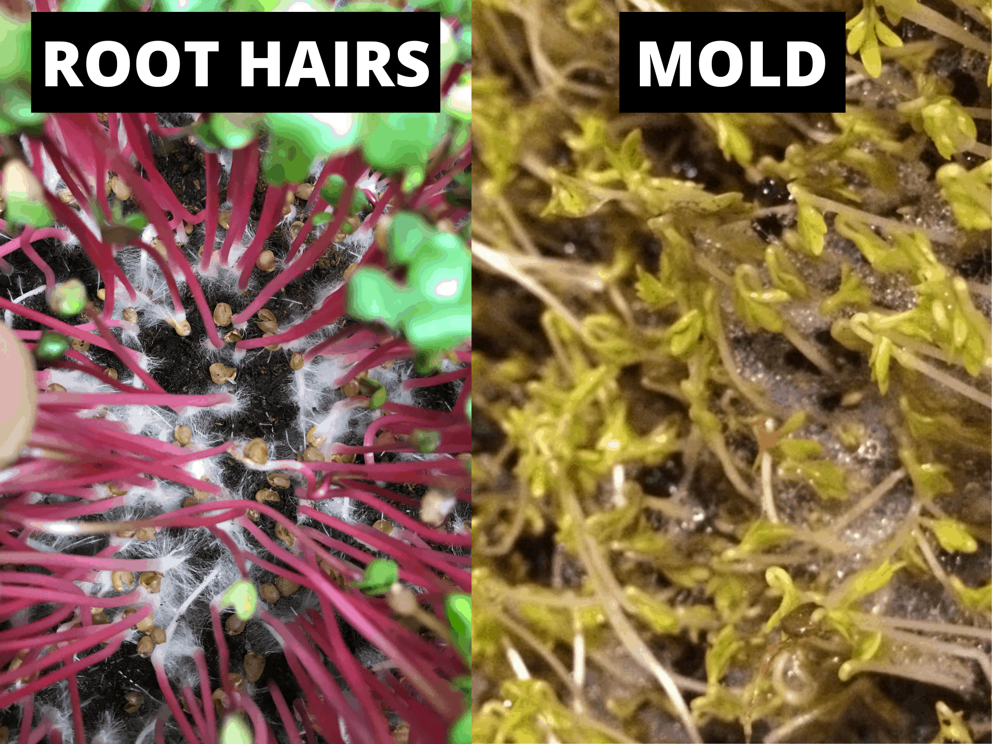 What Is That White Stuff On My Microgreens? Root Hairs vs Mold The