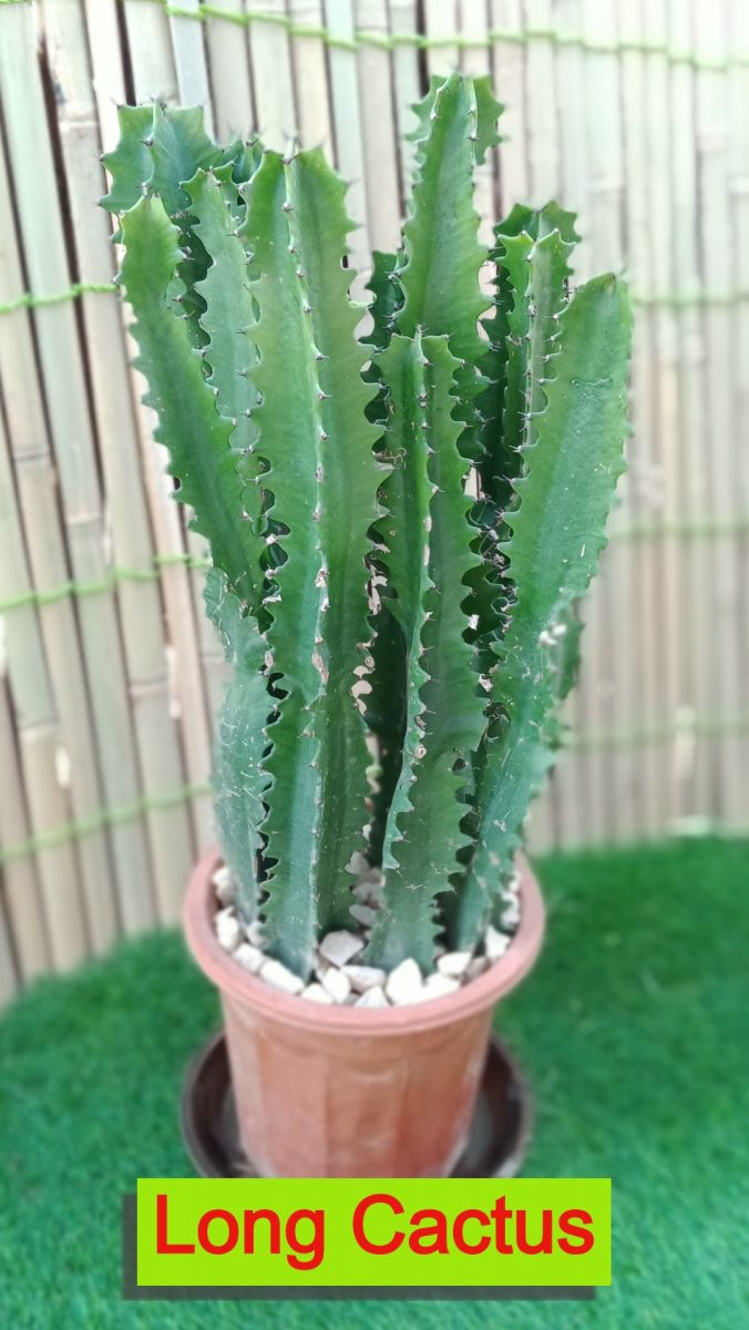 Cactus long spine Green Experts Landscape