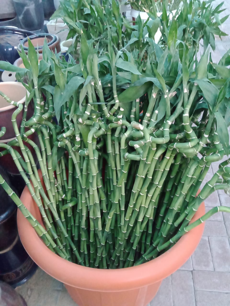 Lucky Bamboo 80cm Green Experts Landscape