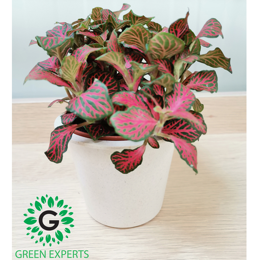 Fittonia Indoor Air Purifier Air Purifier Green Experts Landscape