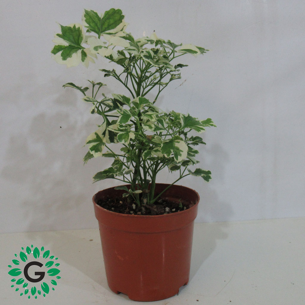 Buy Indoor Plants in Dubai, Shop Indoor Plants in UAE Green Expert