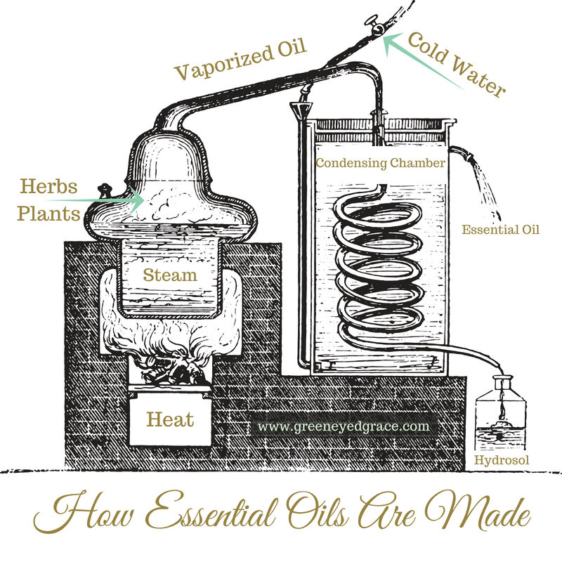 HOW ESSENTIAL OILS ARE MADE Green Eyed Grace
