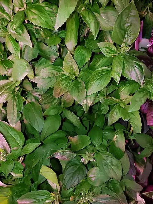 Cinnamon Basil Green Farm
