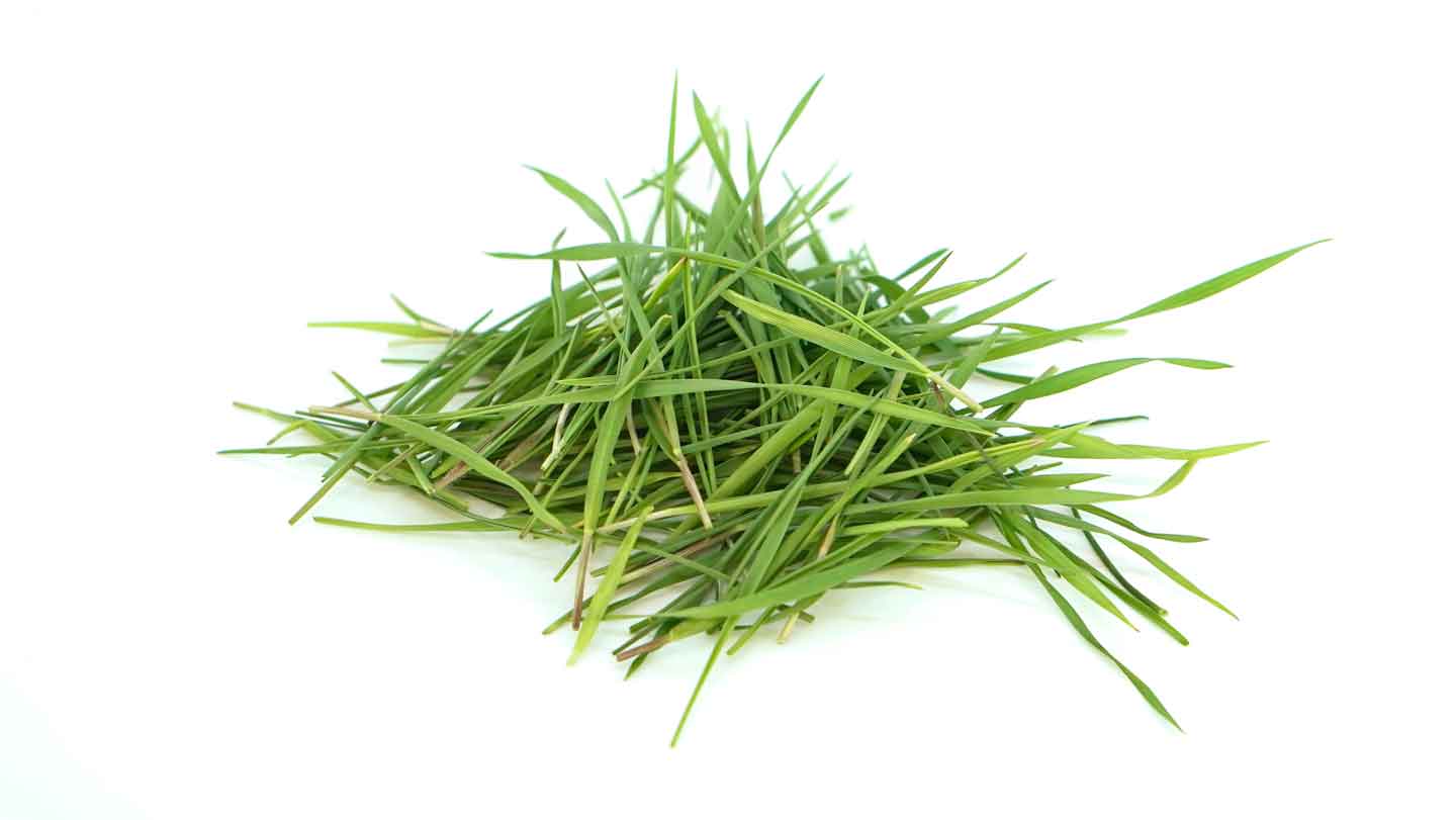Wheatgrass Microgreens for Sale, Denton & North Dallas Greenfin Farms