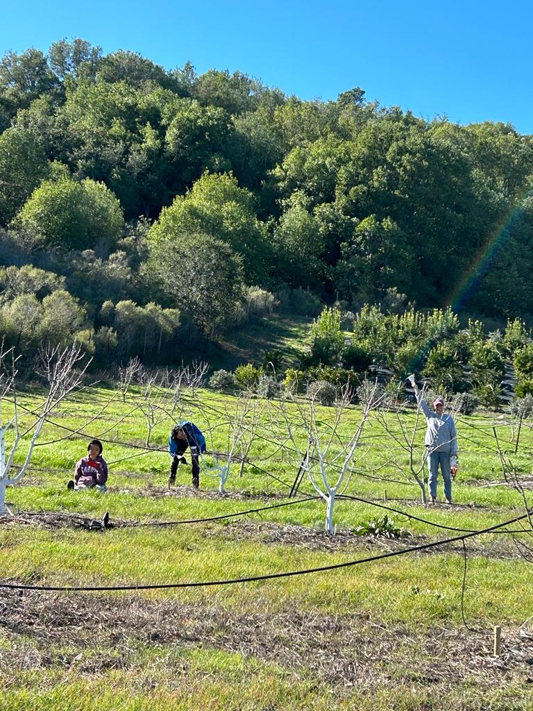 Why are tree trunks painted white? GreenFriends Farm