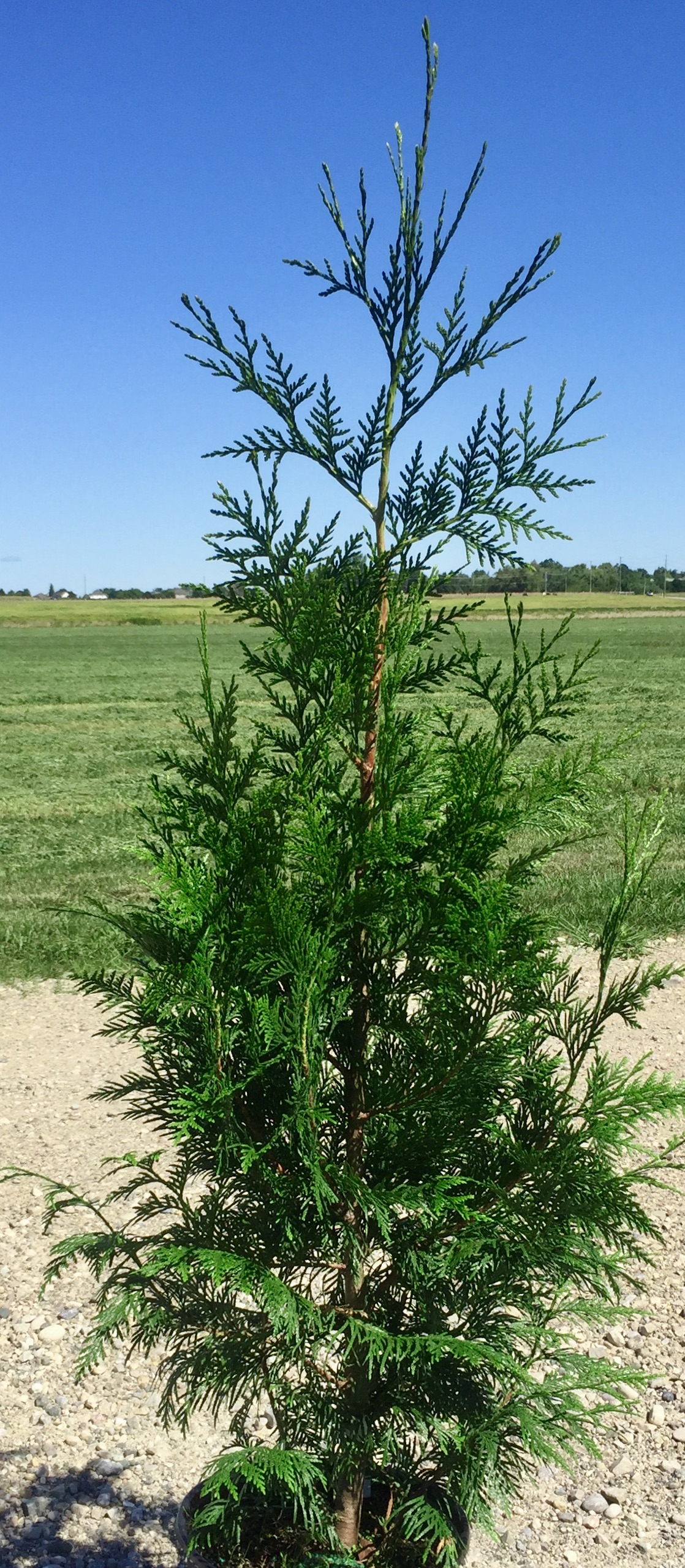 Thuja 'Green Giant' Tree 90cm 120cm (3 gallon) Green Giant Ontario