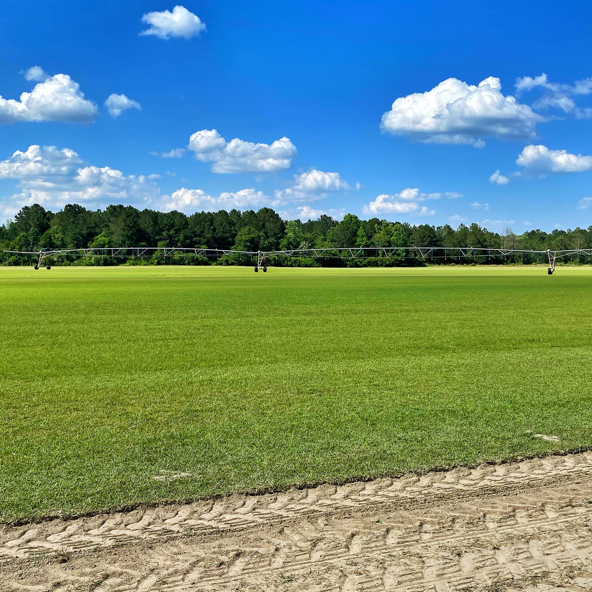 Centipede Green Grass Sod Farms