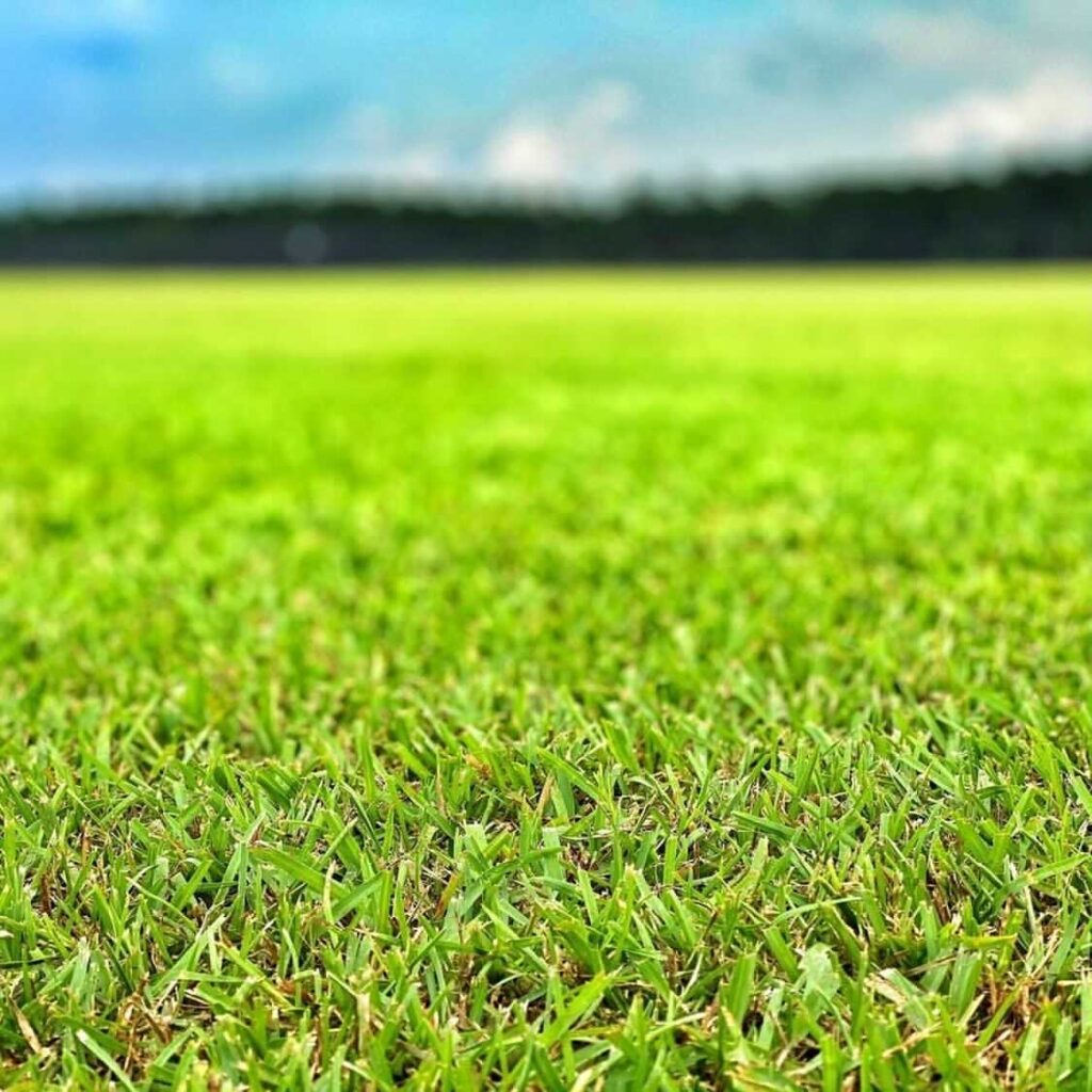 El Toro Zoysia Green Grass Sod Farms
