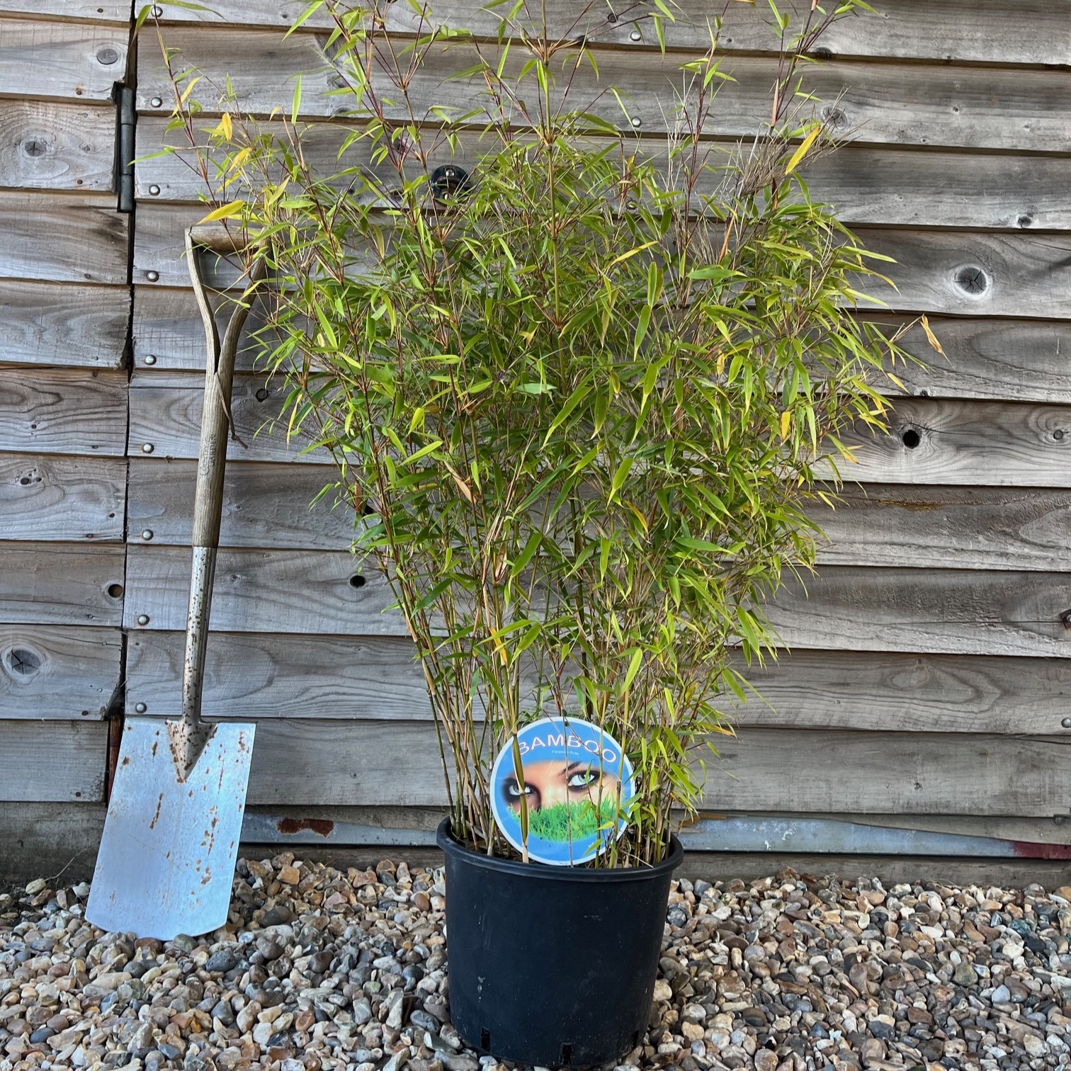 BAMBOO (RUFA) Greenhill Plants