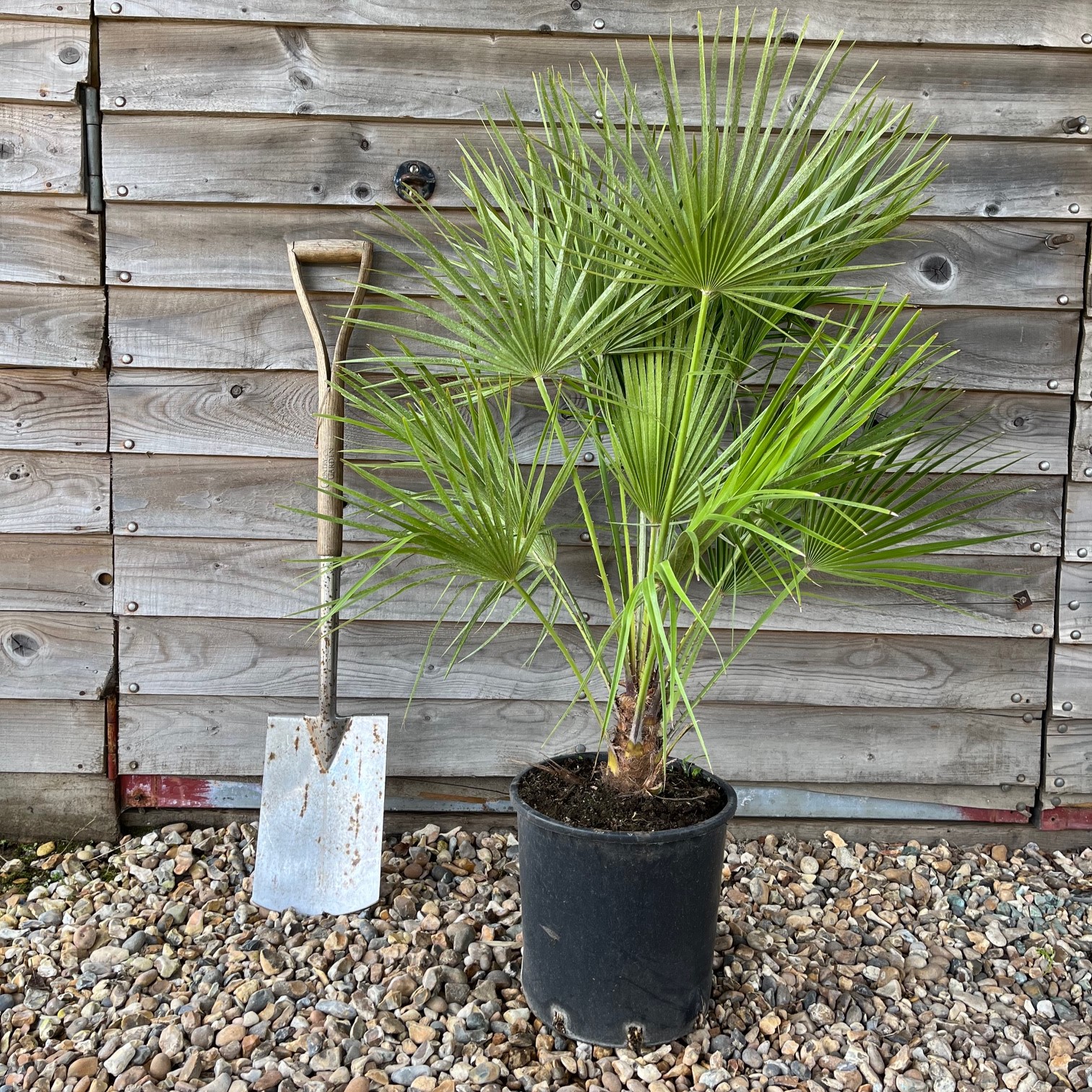 CHAMAEROPS HUMILIS PALM Greenhill Plants