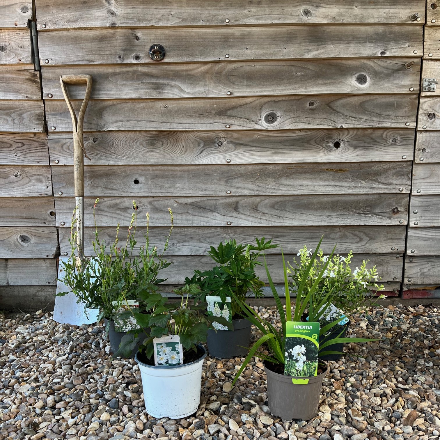 A WHITE PERENNIAL COLLECTION Greenhill Plants