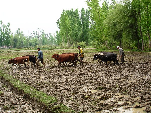 Sustainable AgricultureAssured Food Security Environment and Food