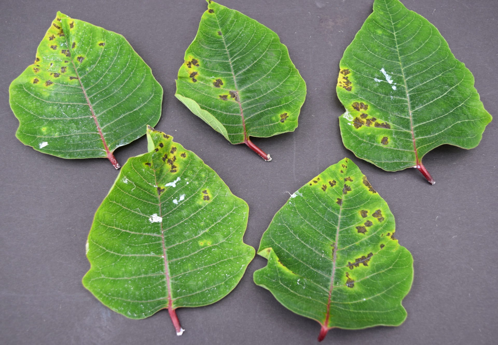 Poinsettia Alternaria leaf spot Greenhouse Horticulture