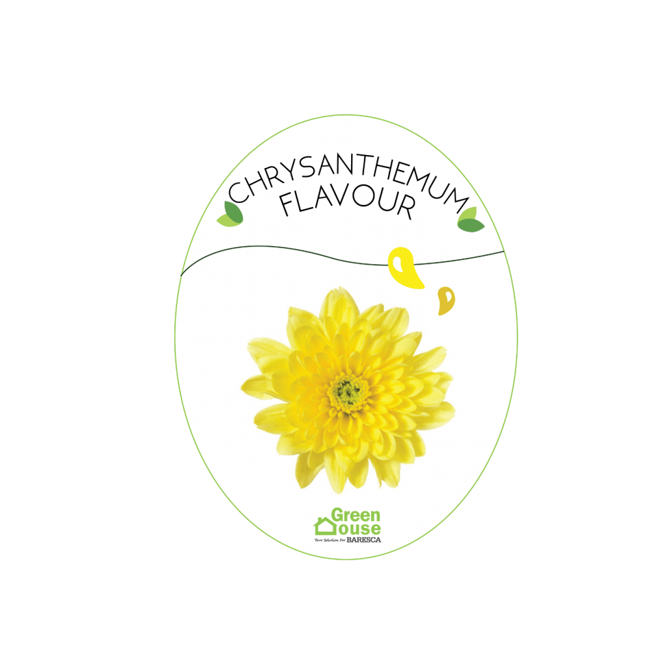 Chrysanthemum Flavour Green House Ingredient Sdn Bhd